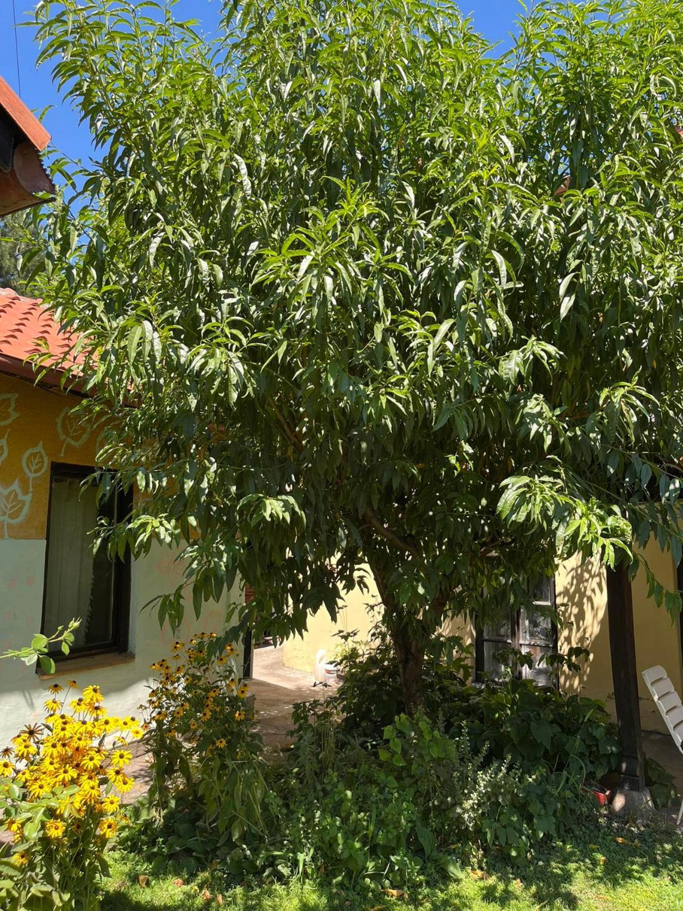Apartament Garickina Kuca Pirot Zewnętrze zdjęcie